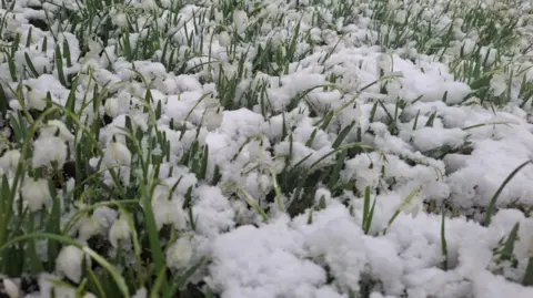 BBC Weather Watchers / AliLamb A close-up of a patch of snowdrops covered in snow. White flowers and green stems are just visible above powdery snow.