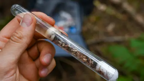 A close-up of a test tube with ants in it, being held in a person's hands.