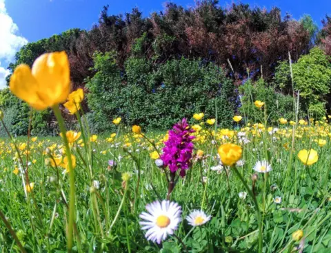 Sophie Blanchard Flowers in Orkney