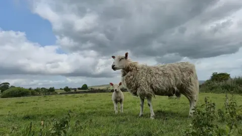 BBC Weather Watchers / California Dreaming A sheep and a lamb stand in a green, grassy field under overcast skies but with some blue sky visible.