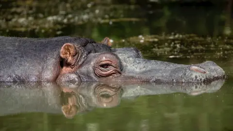 Longleat Safari Park A hippo in water with their head half submerged and eyes above the surface. Their reflection is seen in the water. 