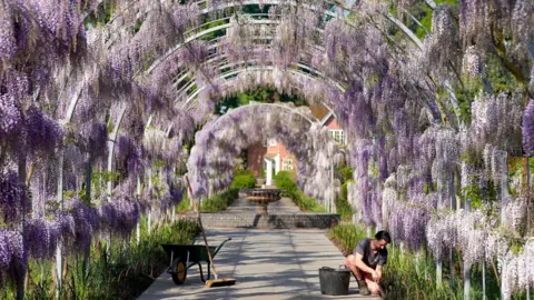 Horticulturalist Liam Anderson tends to the borders under the blossoming wisteria along Wisteria Walk at RHS Wisley in Woking