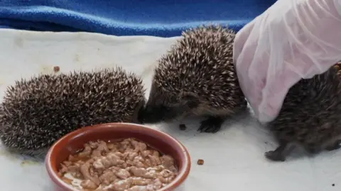 Tom Ingall/BBC Three hedgehogs crawl on a white cloth near a small dish of cat food