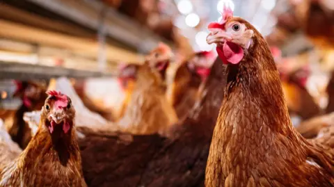 The picture is taken inside a poultry shed, up-close to the camera is two orange chickens staring at the camera with many chickens behind them.