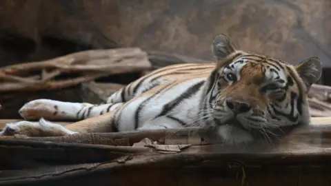 Wingham Wildlife Park A close-up of a Tiger lying down in an enclosure.