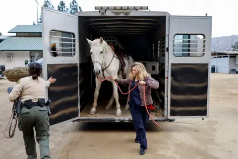 Carlin Stiehl/Reuters Seorang wanita menurunkan kudanya dari trailernya, dibantu oleh seorang pejabat, setelah mengevakuasi Altadena di Los Angeles Equestrian Center di Burbank pada hari Rabu