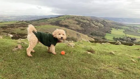 A small dog wearing a green jacket looking past the camera with a ball at his feet. Behind the dog are rolling hills and a grey sky.