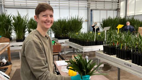 Turning Deserts Green: The Innovative Date Palm Revolution