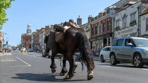 sesmlphotography The Dales pony Scarlet on a road in Bridport, near The Ropemakers pub. She is walking away from the camera. Some cars are driving on the road. It is sunny.
