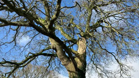 BBC Oak tree