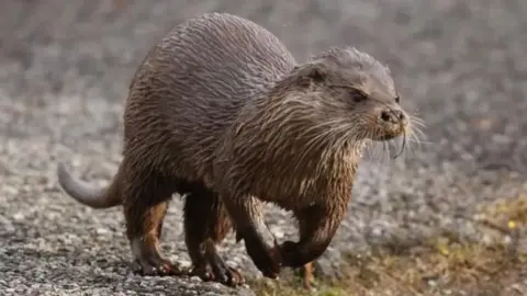 UK Wild Otter Trust A Euraisan otter