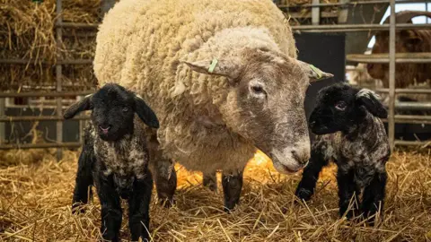 Dalscone Farm Fiona the sheep with her two little lambs. She is a large white sheep and they are smaller black ones.