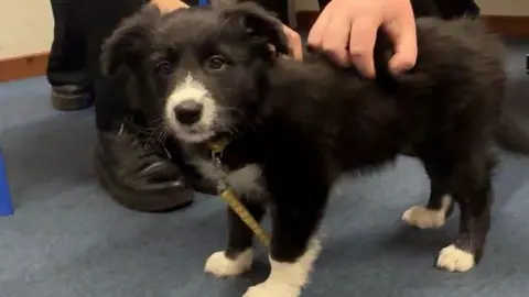 A black and white puppy, which has a yellow lead, is stand on a blue-carpeted floor, at the feet of two people, one of whom is stroking it.