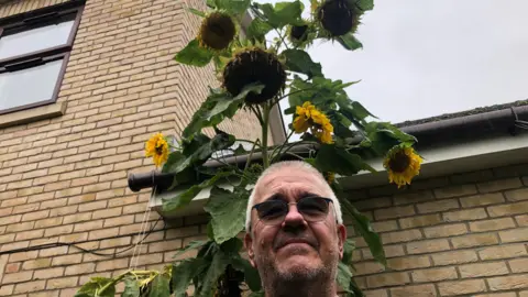 John Devine/BBC Guy Tyers with short grey hair, stubble and dark tinted glasses. He is standing in front of a brick wall, which is part of the Fairhaven care home in Soham. Behind him is his 3.6m (11.8ft) tall sunflower with multiple heads.