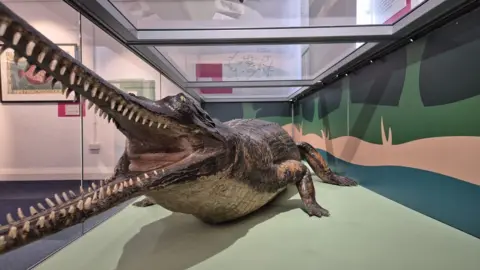 Swindon Borough Council Image taken from the front of the gharial, showing its long narrow snout and dozens of sharp teeth. The stuffed reptile is displayed inside a glass cage.