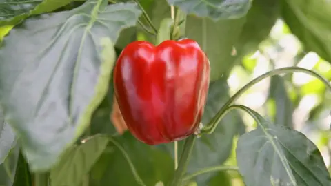 Lea Valley Growers’ Association A bright red pepper hangs from a green leafy plant.