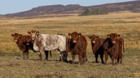 John Millard A group of six cows standing in a field on the Rothbury Estate. Five are brown while one is grey. They all have yellow tags in their ears.