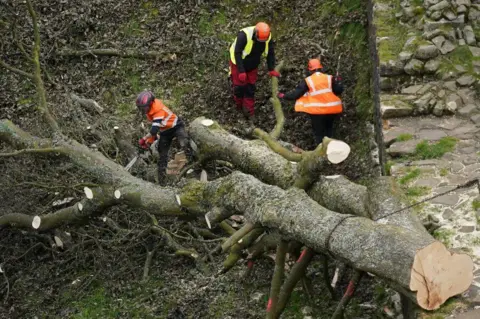 PA Media Three people in bright orange helmets and high vis clothing dismantle the trunk of the tree. One is using a chainsaw while the other two are holding on to a branch