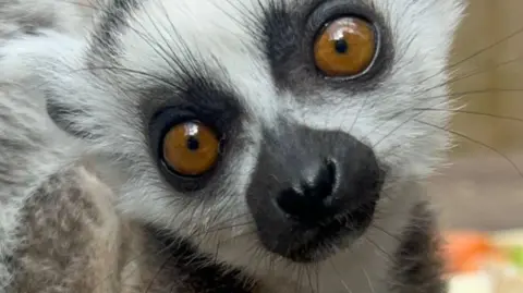 Hoo Zoo & Dinosaur World A black and white ring-tailed lemur, with orange eyes, is almost filling the screen on the photo.