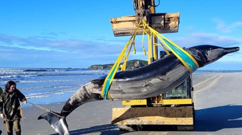 Spade-toothed whale's body being moved