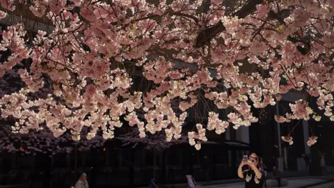 A woman in black top taking a photo of a cherry blossom tree with her mobile phone