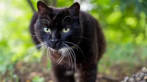A close up of a black cat with very long white whiskers and green eyes stalking through forest undergrowth, which is blurred in the background