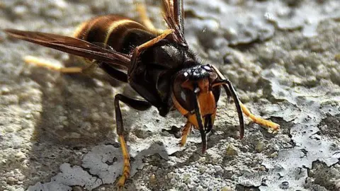 Asian hornet photographed on a rock. The insect is dark brown with a yellow head and partially yellow legs and yellow stripes on its dark body