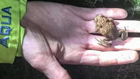 Henley Toad Patrol A volunteer holding a toad on the palm of their hand.