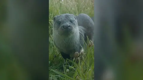 A grey otter looks directly at the camera. It has long white whiskers and is surrounded by grass.
