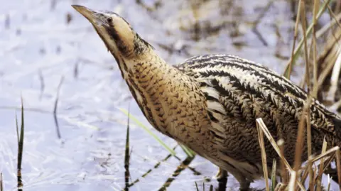 Andy Hay A bittern spotted in the reeds at Ham Wall. It is a brown bird with dark markings.