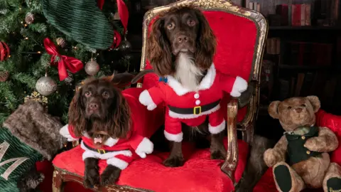 Seven Springs Studios Two brown Spaniels dressed in red Santa Claus costumes sit on a red throne next to a Christmas tree and a teddy bear.