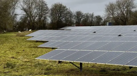 Dozens of solar panels covering a field with sheep grazing behind them