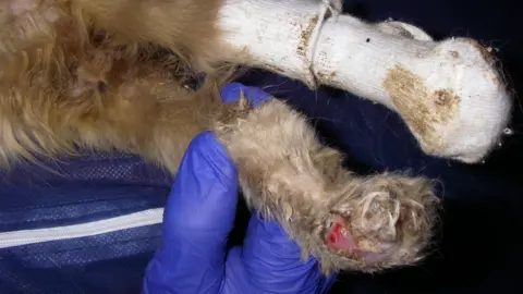 RSPCA A kitten with a bandage on one paw and a small, open wound on the other.