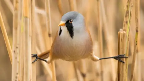 A bearded tit that looks like it's doing the splits with its two front feet balanced in between two pieces of straw. It has a white tuft on its front with a small orange beak and a grey head with black stripes around its eyes