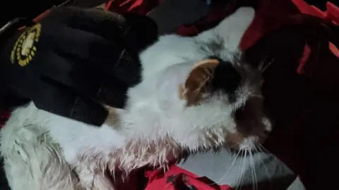 Newton Abbot Fire Station  A white cat with a black spot near its left ear. The cat has wet fur and is being held by a firefighter.