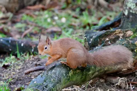 Hazel Thomson The squirrel has fluffy pointed ears and is red. It is on a tree branch.
