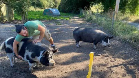 Pigs in the Wood Josephine having a belly rub from a man on a farm, and Poppy, both seven year old pigs