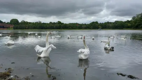 A lamentation of swans on a pond in Fareham with grey skies reflected in the water, two swans are rising up to stretch their wings and look to the skies