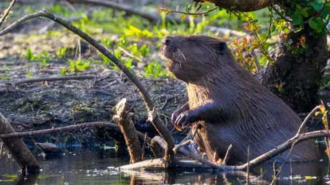 Getty Images A generic image of a Eurasian beaver in the wild, standing on its back legs in shallow water with branches lying in front of it and the bank behind it