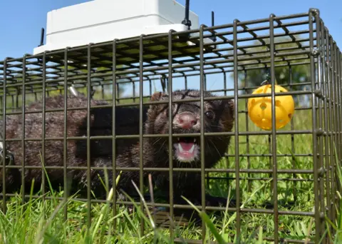 Stephen Mace A mink in a cage, resting on grass, with a yellow plastic ball on the cage