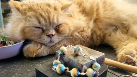 Spring Fling A fluffy ginger cat asleep next to a beaded silver-coloured bracelet