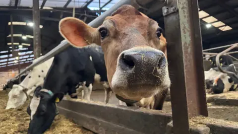 A close-up image of a brown cow feeding in a trough. The cow's face is close to the camera.