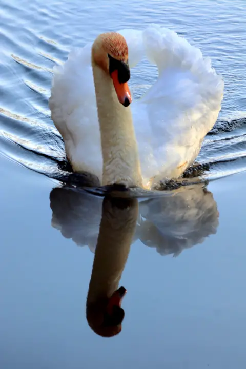 Jimmy Mason A swan on water, with the swan's reflection visible in the water 