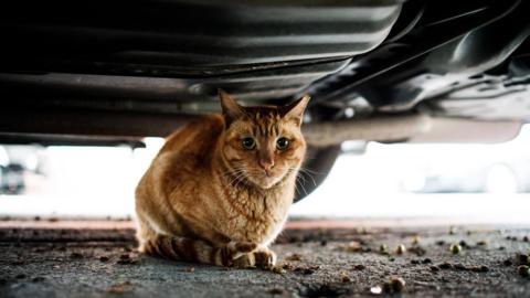 A ginger tabby cat sat underneath a car