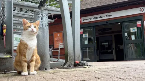 A red and white cat sits in front of a train station. In the background, above a row of automatic doors, a sign reading 