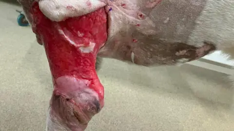 Ystwyth Veterinary Practice Graphic image of the wound on Kobi's leg.
