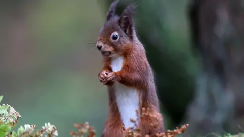Getty Images A red squirrel stands on its hind legs. Its front legs are clasped together. Some foliage can be seen around its feet.