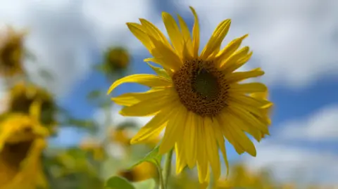 Stuart Woodward An up close shot of a sunflower 