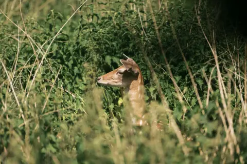 The Royal Parks Greenwich deer looks to the left through green foliage