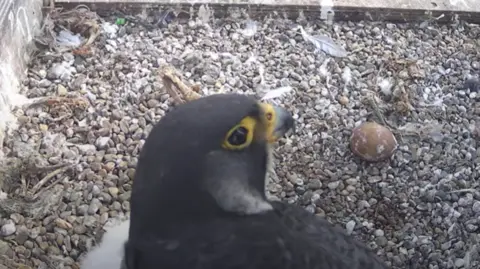 A falcon sits by one chick with an un-hatched egg to its right.